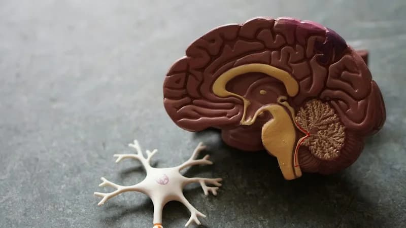 Institute of Applied Neuroscience Curriculum Cover